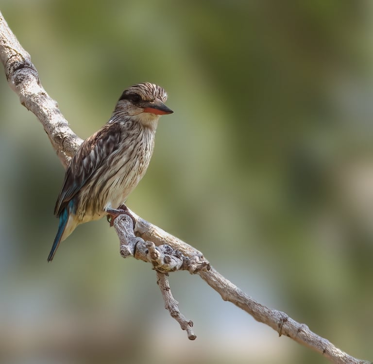 ijsvogel op een tak wachtend achter een vis 