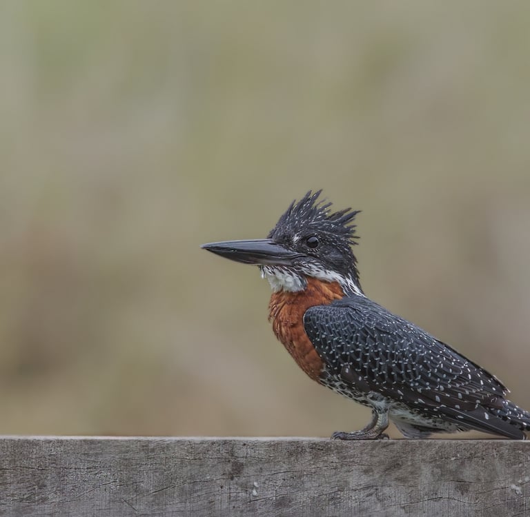 Foto van een grote ijsvogel zittend op de rand van een brug