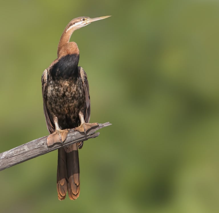 Foto van een Aalscholver zittend op een tak 