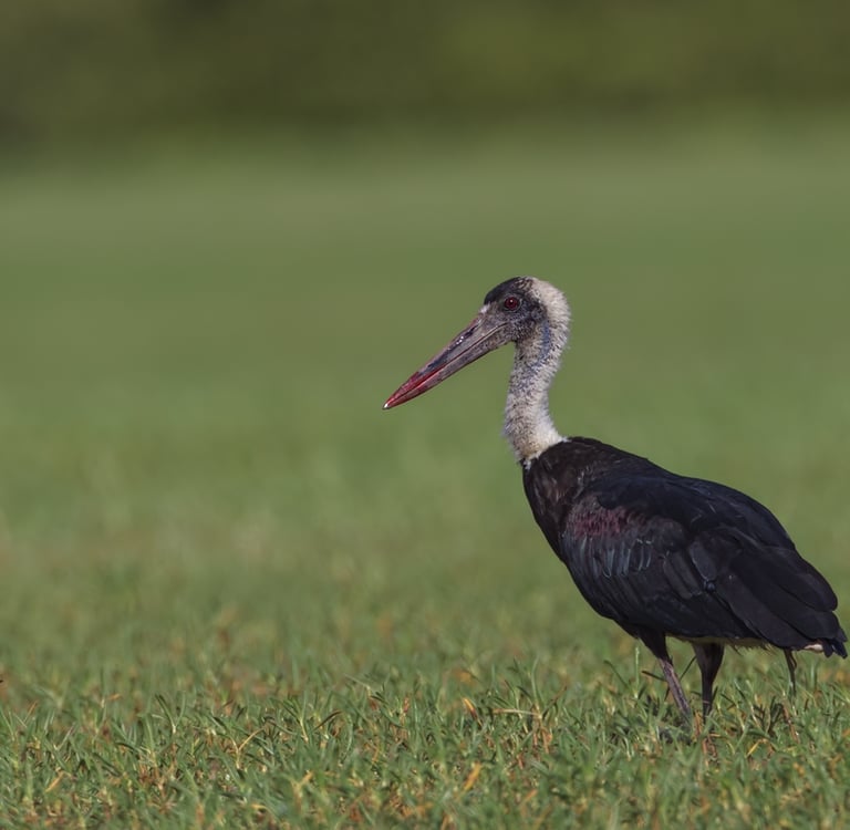 Foto van een zwarte Ooievaar aan de rand van de rivier