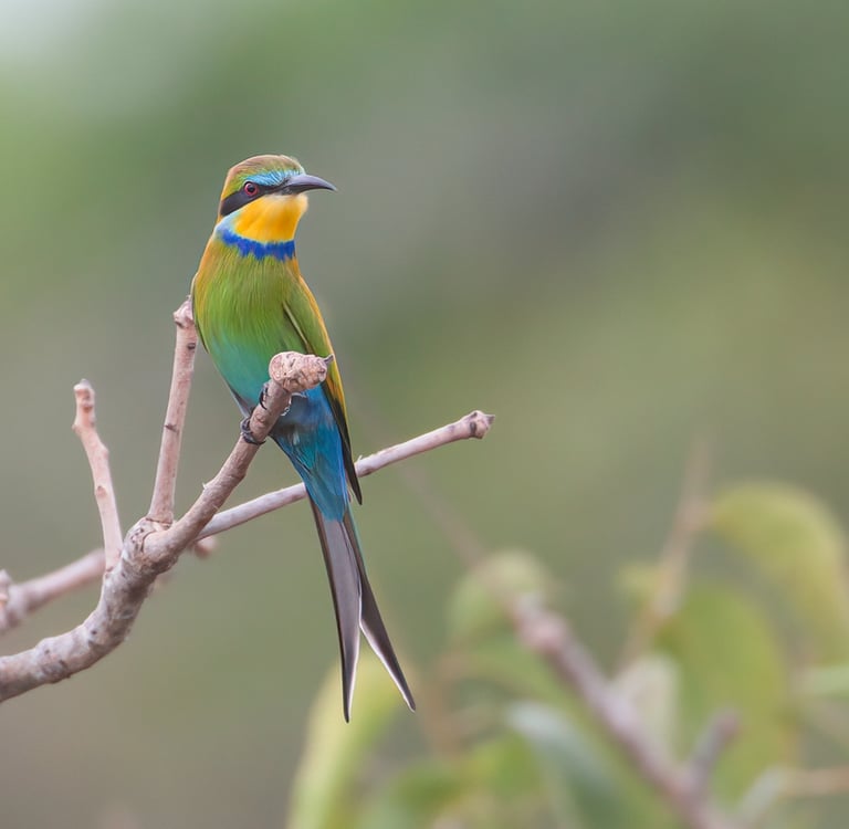 Foto van bijeneter zittend in een boom