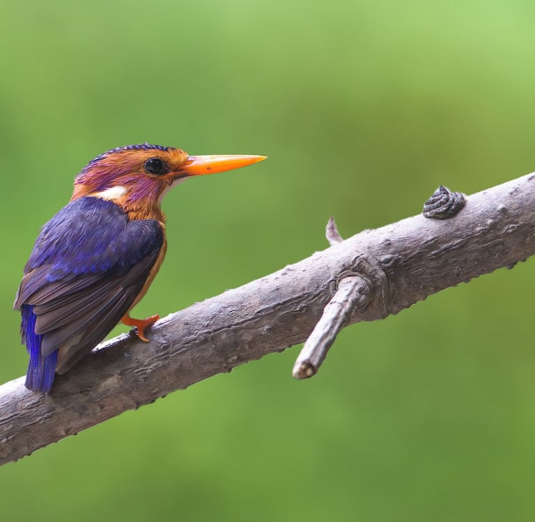 Foto van een ijsvogel zittend op een tak in het bos