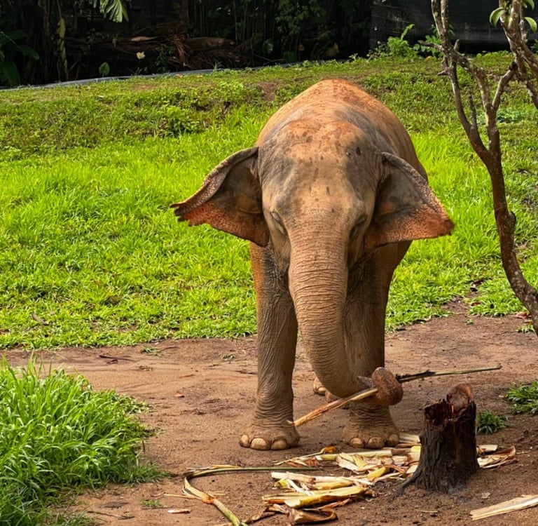 an Asian elephant standing in the grass eating sugar cane in Thailand