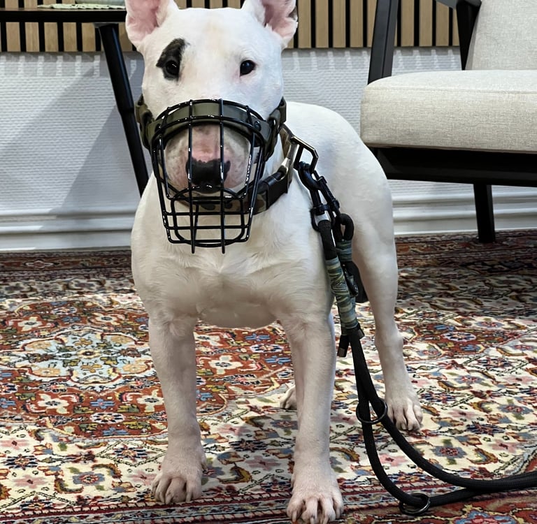 Bullterrier mit schwarzem Maulkorb