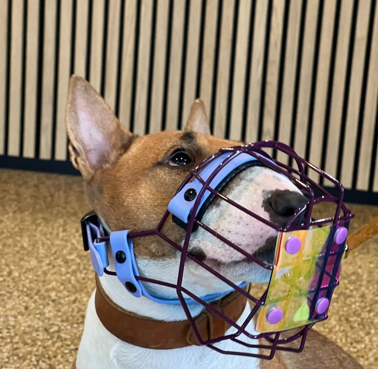 Bullterrier mit Maulkorb und Fressschutz