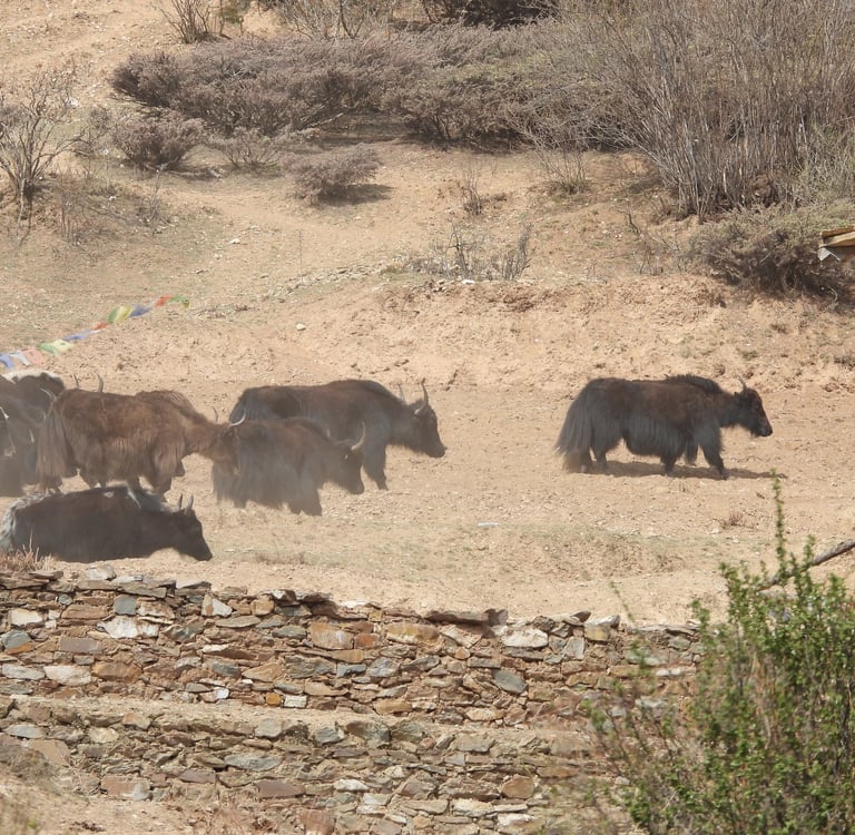 •	Galloping yaks in Dolpo – Nepal trekking Phoksundo Lake Dolpo