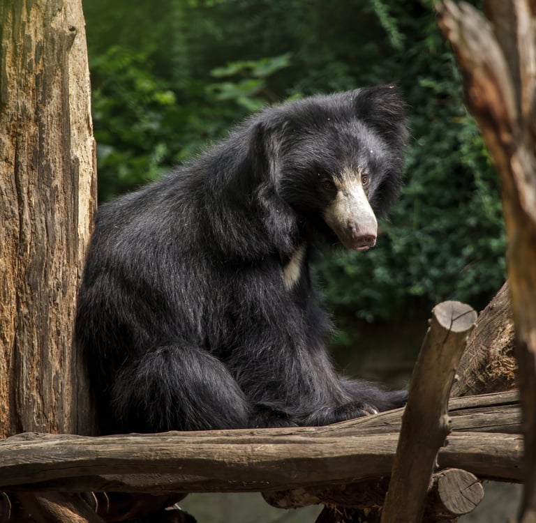 Lippu bear in Churia Valley nepal treks