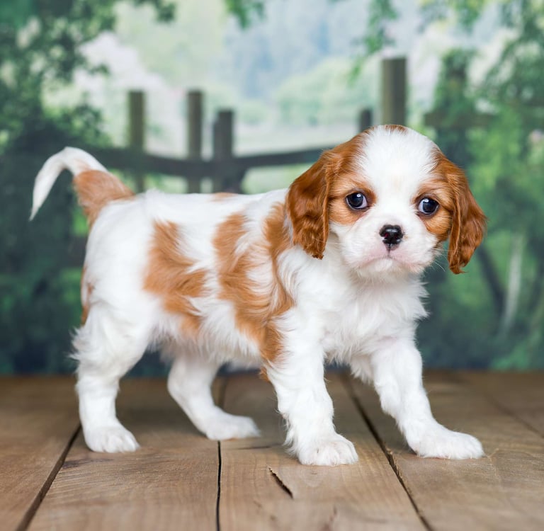 Cavalier King Charles Spaniel Puppies for Sale