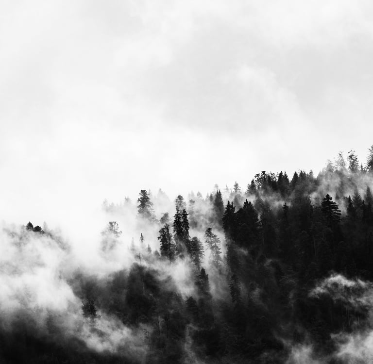 mysterious mist hanging over treetops like a soft veil