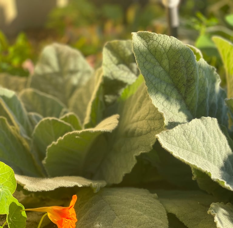 Close up of Mullein Herb in a Garden