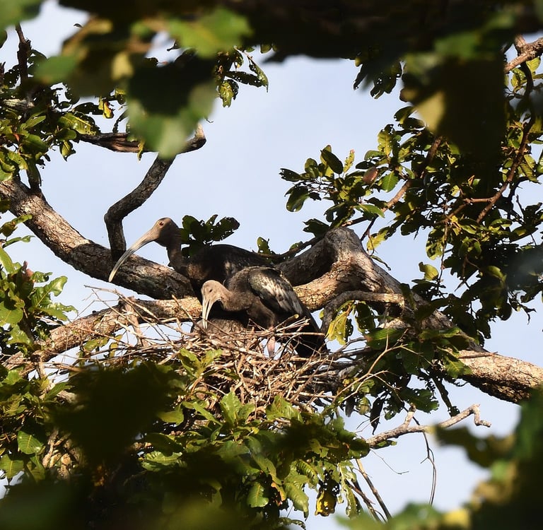 Nesting Giant Ibis