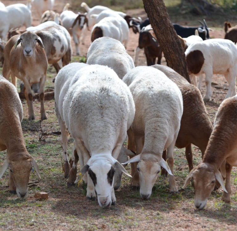 Goats and Sheeps for sale