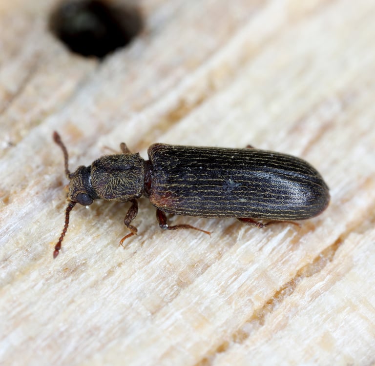 insecte lyctus pris sur un bois