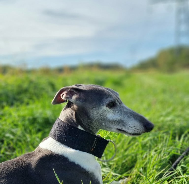 Whippet coucher dans l'herbe