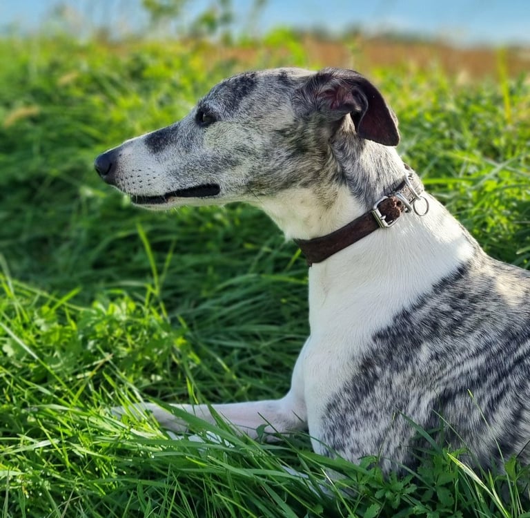 Lévrier whippet coucher dans l'herbe