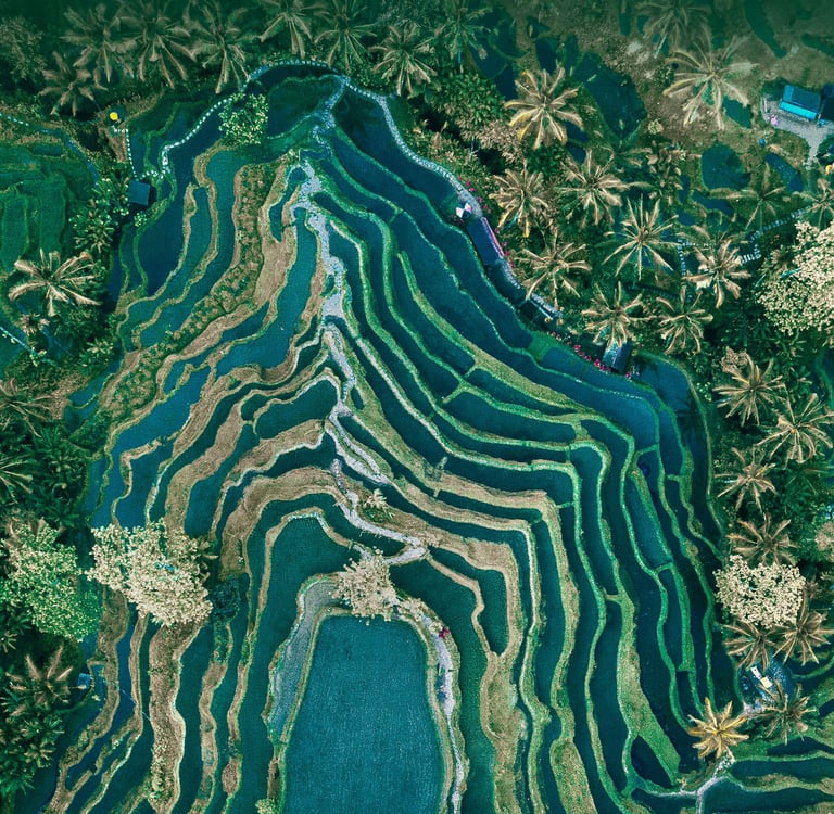 Tegalalang Rice Terrace