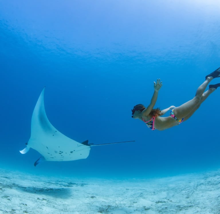 Snorkeling with manta rays