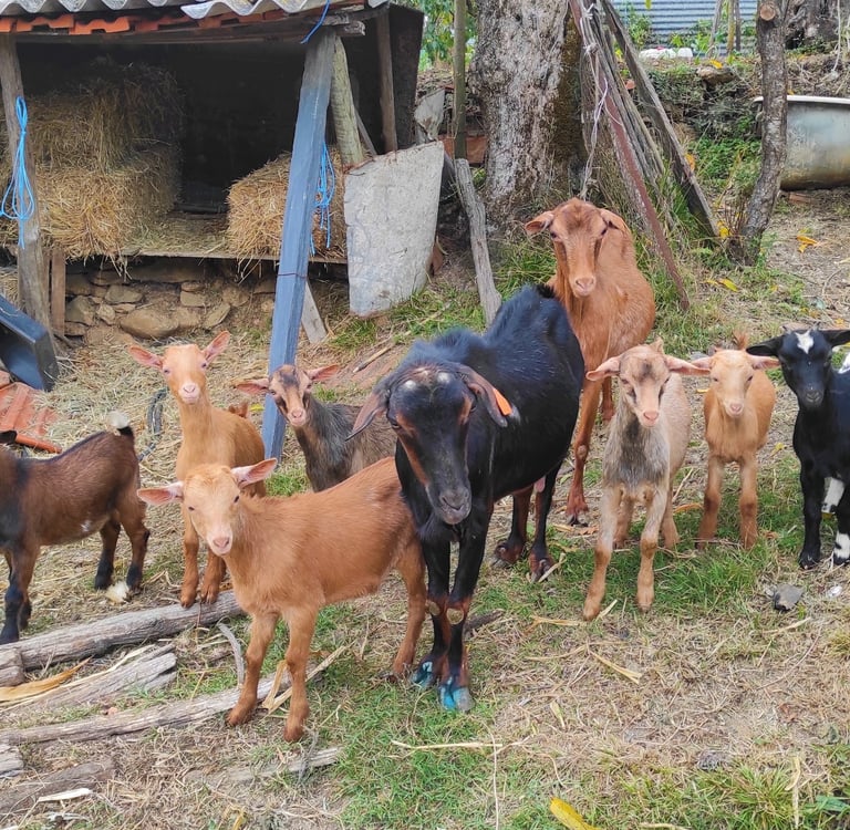 Day with a Shepherd Serra da estrela experience portugal