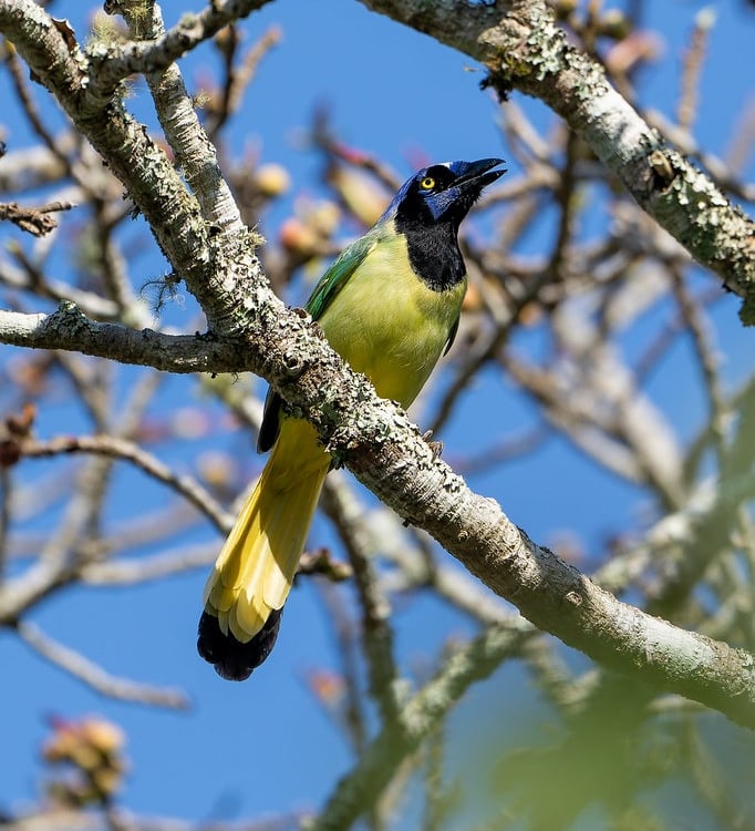 A green blue and black bird, the Green Jay, perched on a branch in the Comitan Highlands in Chiapas.