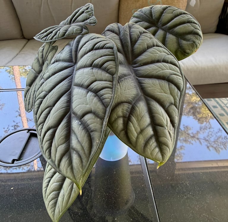 Mature Silver Dragon alocasia