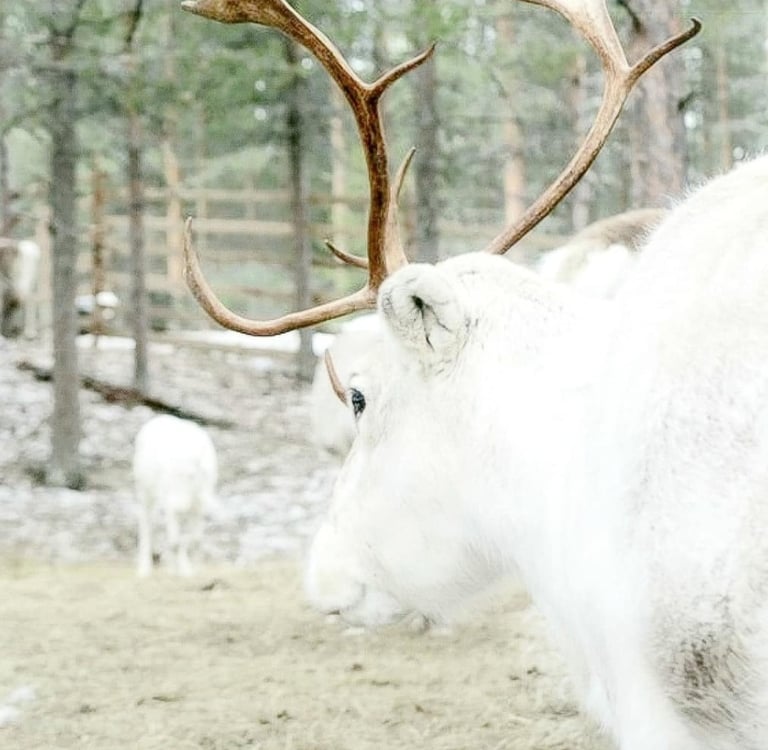 Valkoinen poro kävelee rauhallisesti metsässä, symboloiden shamanistista viisautta ja luonnonvoimien