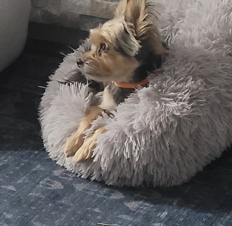 a dog is laying on a dog bed ready for check-in