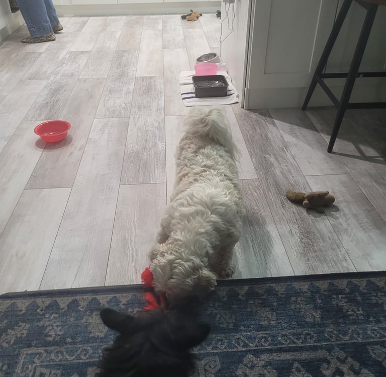 Two Dogs playing during daycare