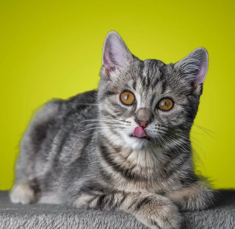 cat photography