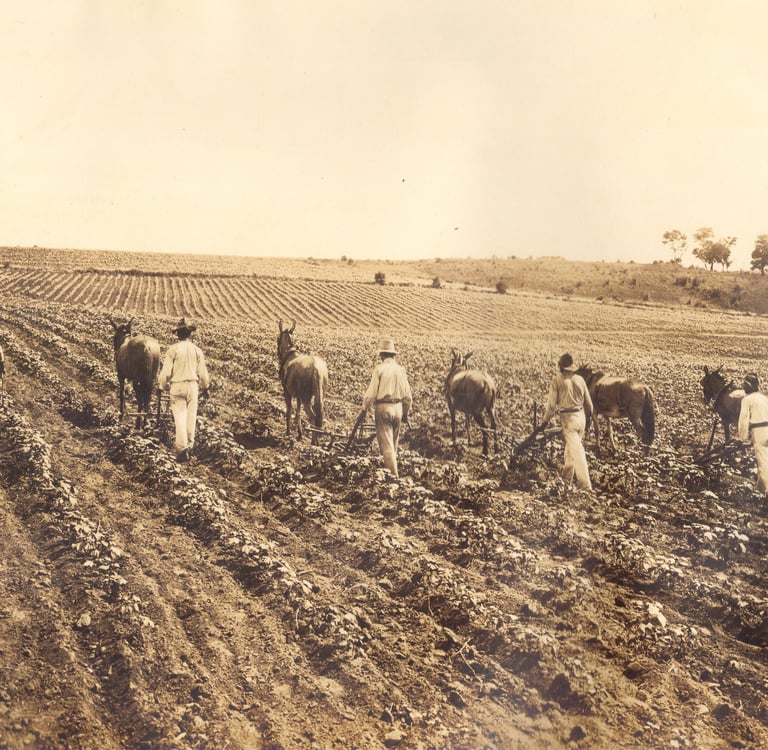 Foto Histórica das Colônias Agrícolas Paulistas