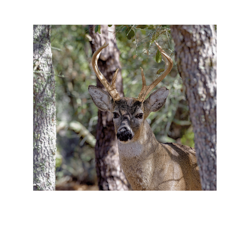 Florida Buck