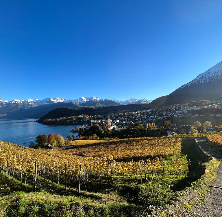 View from the Spiez Vineyards