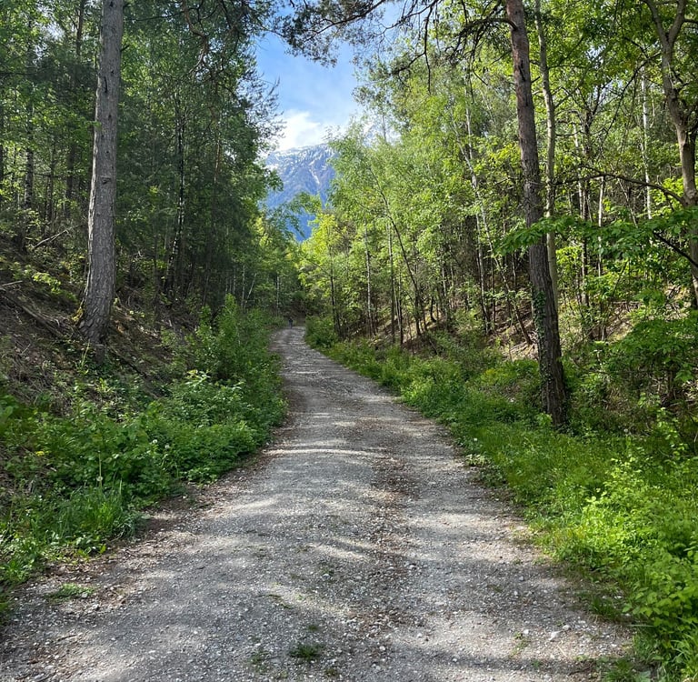 Scotts pine in Switzerland's Pfynwald Forest