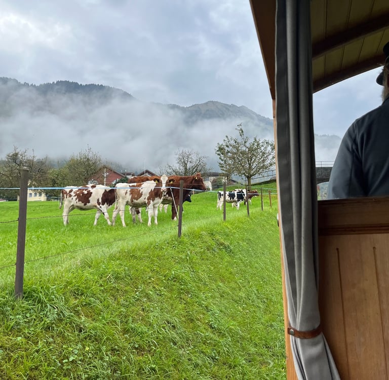 Looking out on cows from the Stanserhorn-Bahn funicular