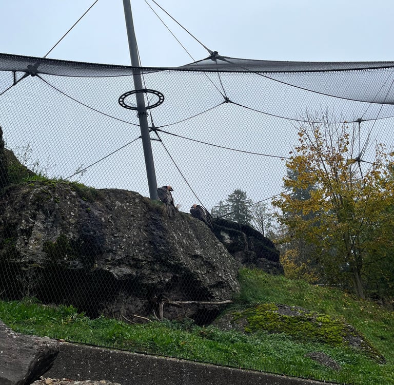 Bearded Vultures at the Goldau Animal and Nature Park