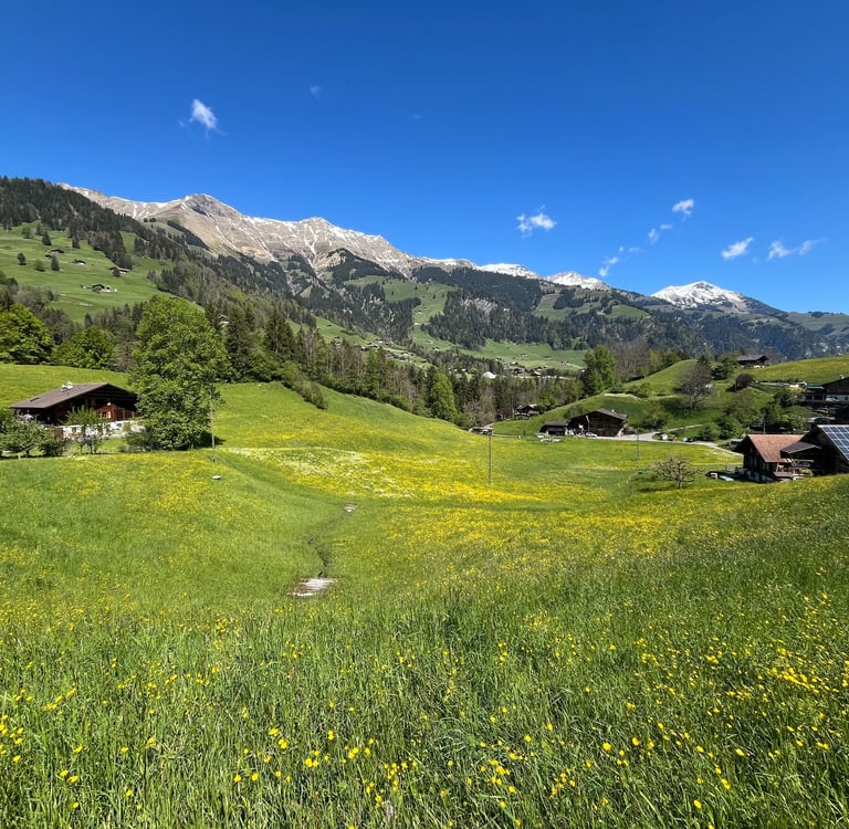 Fields of wildflowers outside of Frutigen