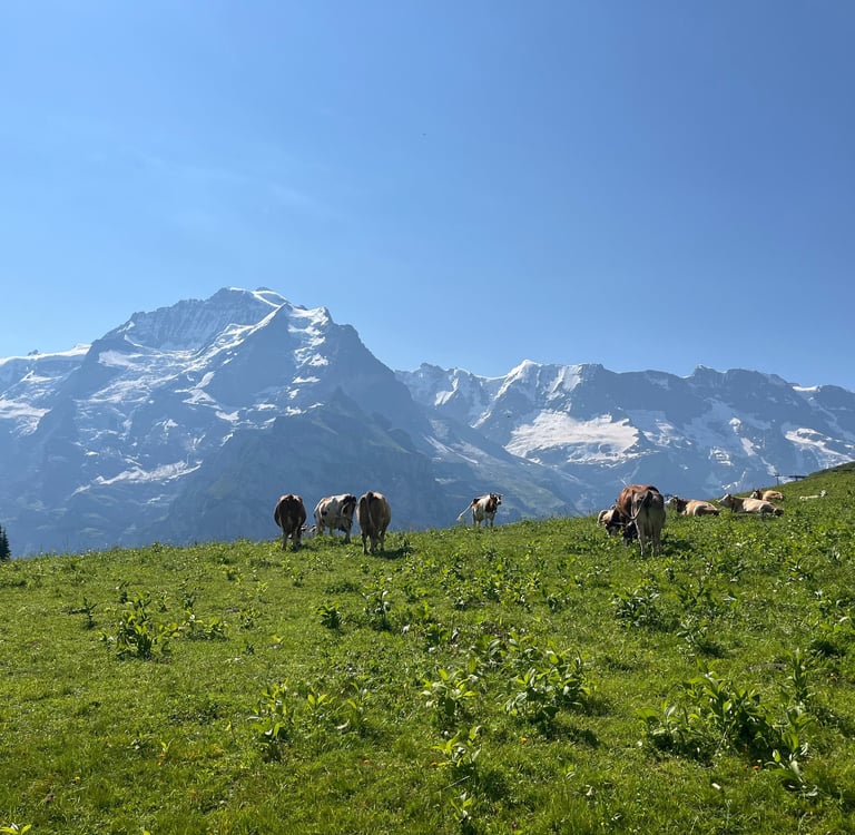 Cows above Mürren Switzerland