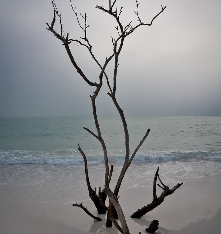 Longboat Key beach driftwood
