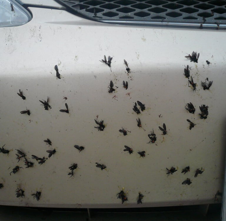 love bugs on white car's paint