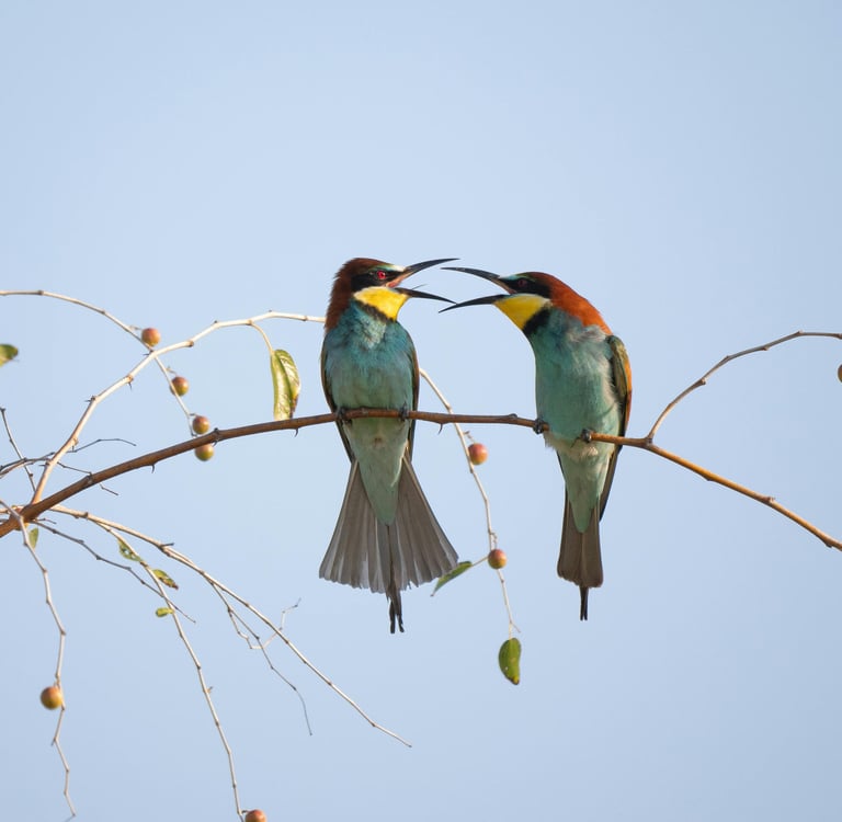 reingreso desde excedencia voluntaria en el Consejo de Estado