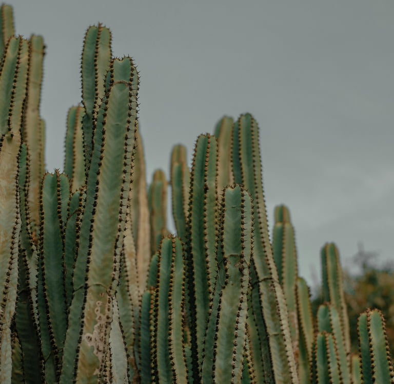 Responsabilidad del Estado legislador por infracción del Derecho de la UE