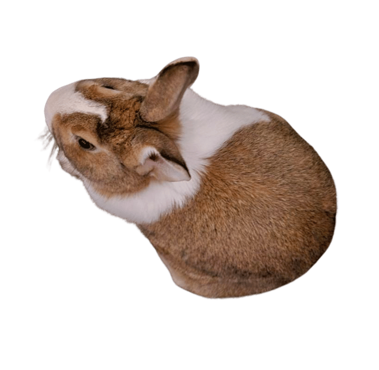 a rabbit rabbit sitting on a table with a black and white background