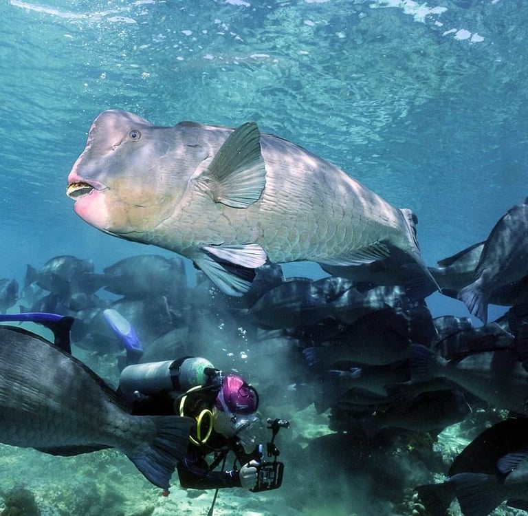A school of Bumpheads in Sipadan