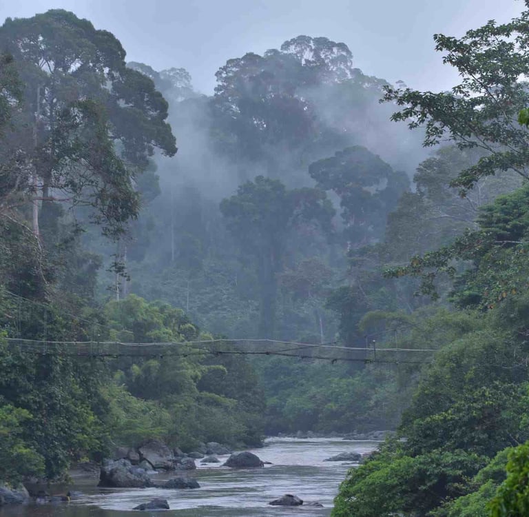 Danum Valley Rainforest