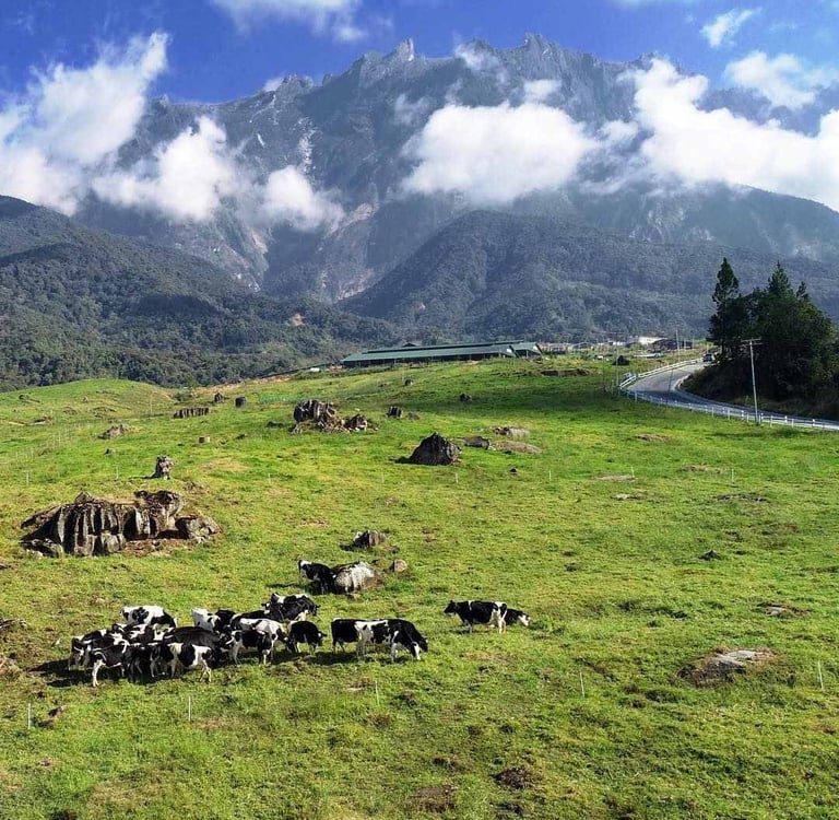 Desa Dairy Farm Kundasang