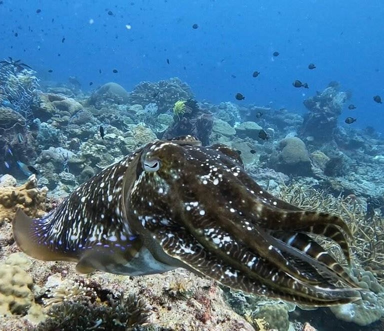 Marine life at Lankayan Island