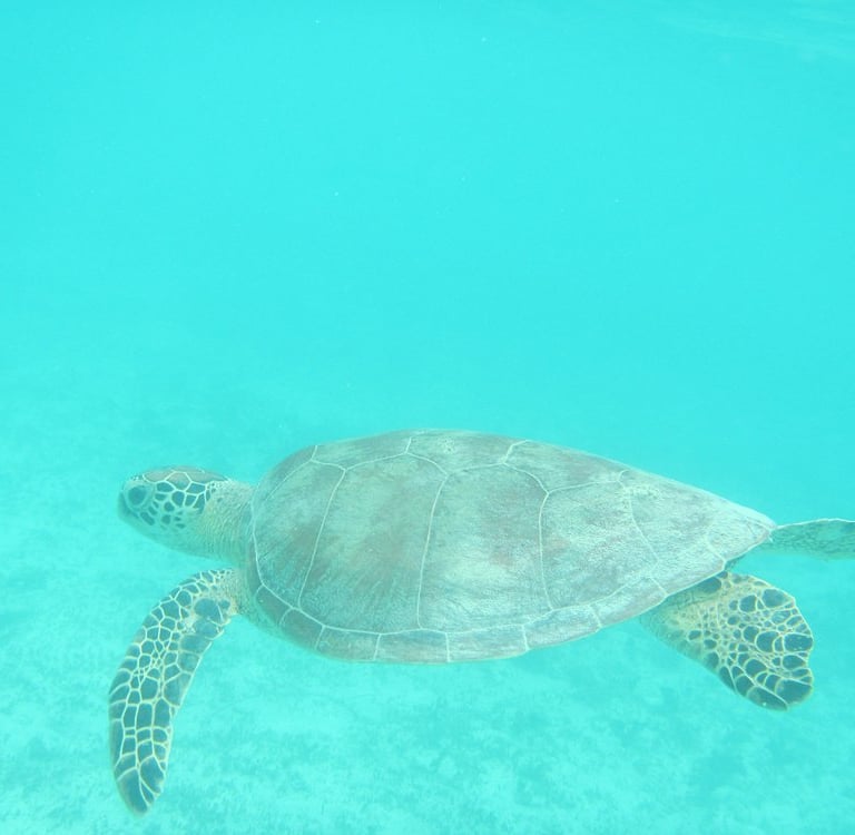 Sea turtle at Lankayan Island
