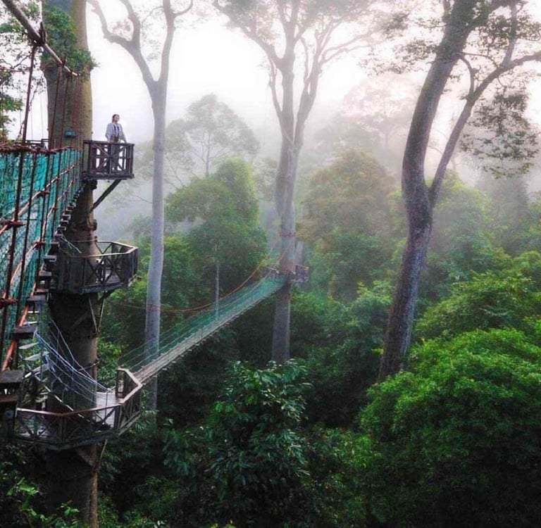 Treetop canopy walkway in Danum Valley