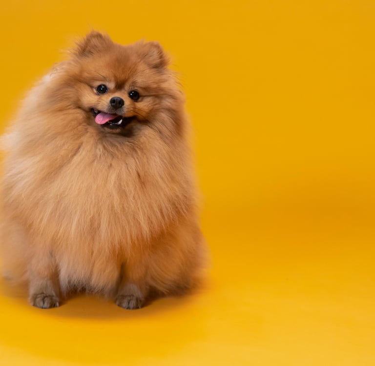 Pomeranian