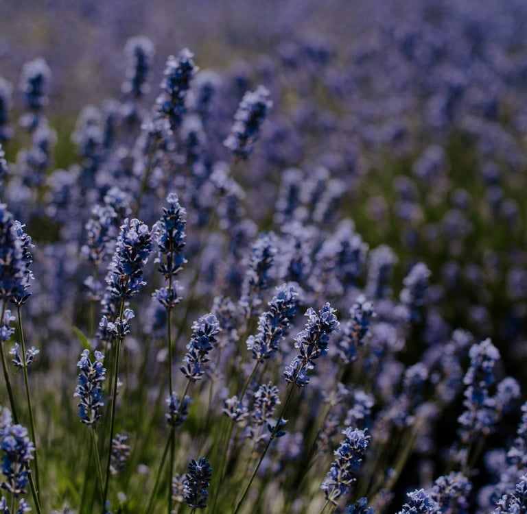 Campo de lavanda desfocado representando um espaço calmo e seguro para responder perguntas reais