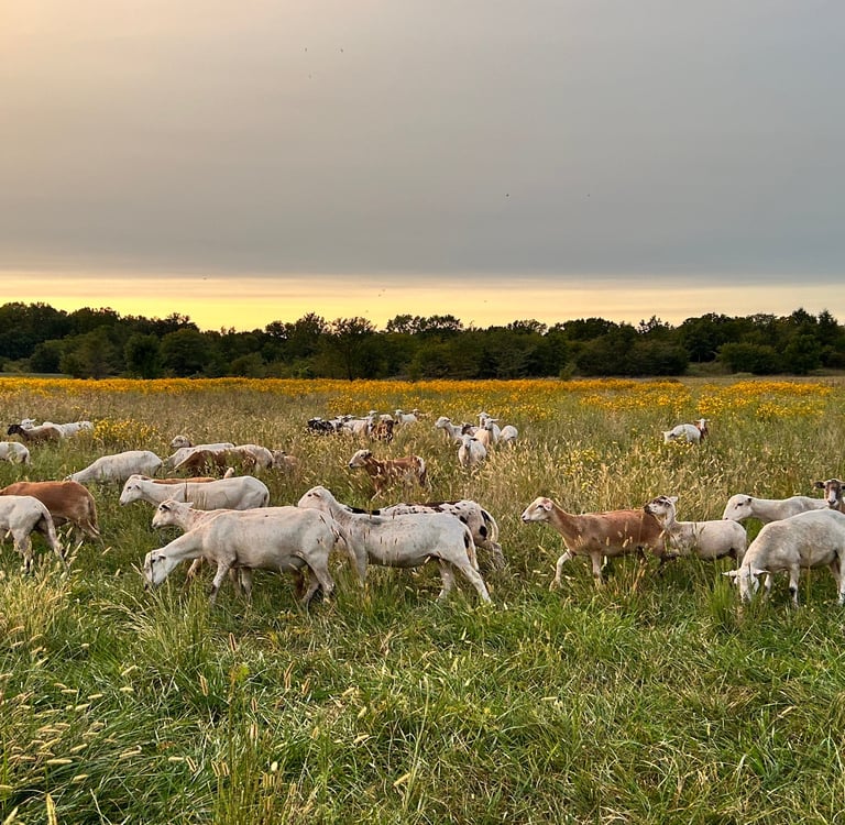 flock of sheep grazing in a field of flowers